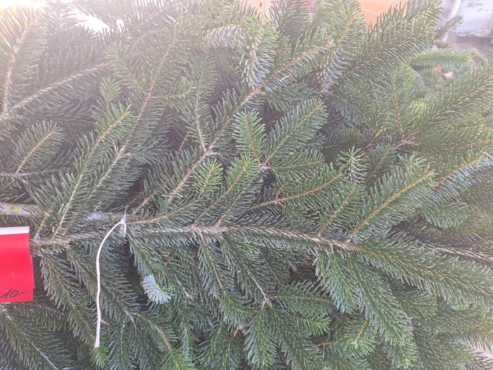 Tannenäste / Christbäume